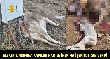 ELEKTRİK AKIMINA KAPILAN HAMİLE İNEK FECİ ŞEKİLDE CAN VERDİ