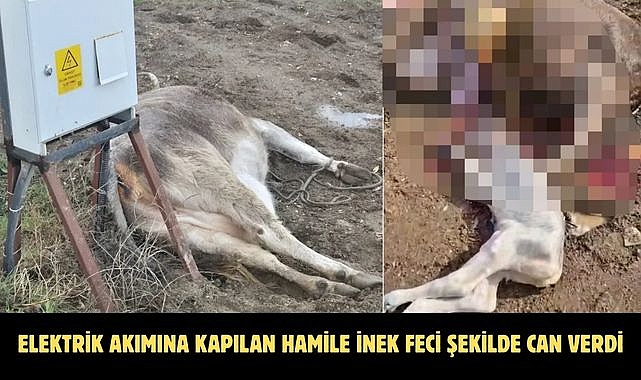 ELEKTRİK AKIMINA KAPILAN HAMİLE İNEK FECİ ŞEKİLDE CAN VERDİ