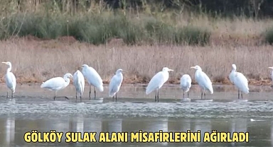 GÖLKÖY SULAK ALANI MİSAFİRLERİNİ AĞIRLADI