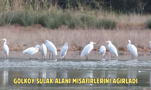 GÖLKÖY SULAK ALANI MİSAFİRLERİNİ AĞIRLADI