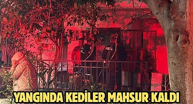 Yangında Kediler Mahsur Kaldı