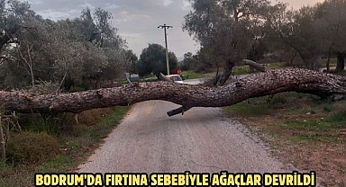 BODRUM’DA FIRTINA SEBEBİYLE AĞAÇLAR DEVRİLDİ