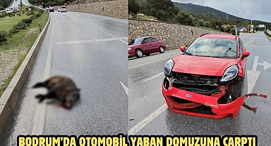 BODRUM’DA OTOMOBİL YABAN DOMUZUNA ÇARPTI