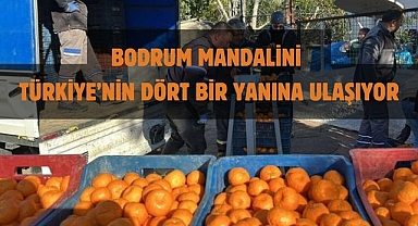 BODRUM MANDALİNİ TÜRKİYE’NİN DÖRT BİR YANINA ULAŞIYOR