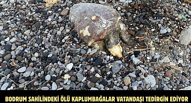 BODRUM SAHİLİNDEKİ ÖLÜ KAPLUMBAĞALAR VATANDAŞI TEDİRGİN EDİYOR
