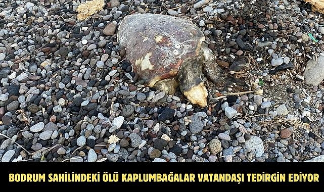 BODRUM SAHİLİNDEKİ ÖLÜ KAPLUMBAĞALAR VATANDAŞI TEDİRGİN EDİYOR