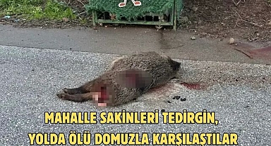 Mahalle sakinleri tedirgin, yolda ölü domuzla karşılaştılar