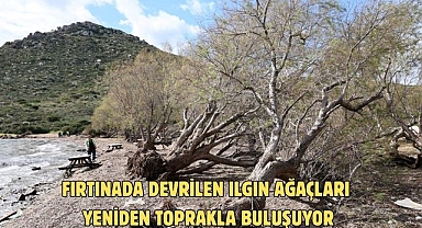 Fırtınada devrilen Ilgın ağaçları yeniden toprakla buluşuyor