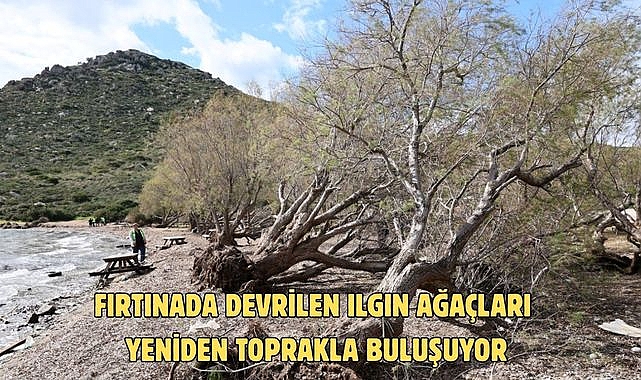 Fırtınada devrilen Ilgın ağaçları yeniden toprakla buluşuyor