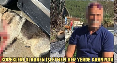 KÖPEKLERİ ÖLDÜREN İŞLETMECİ HER YERDE ARANIYOR