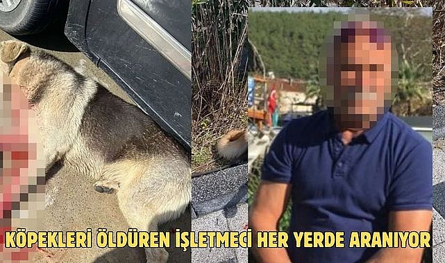KÖPEKLERİ ÖLDÜREN İŞLETMECİ HER YERDE ARANIYOR