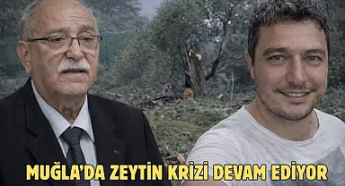 Muğla’da Zeytin krizi devam ediyor