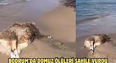 BODRUM’DA DOMUZ ÖLÜLERİ SAHİLE VURDU