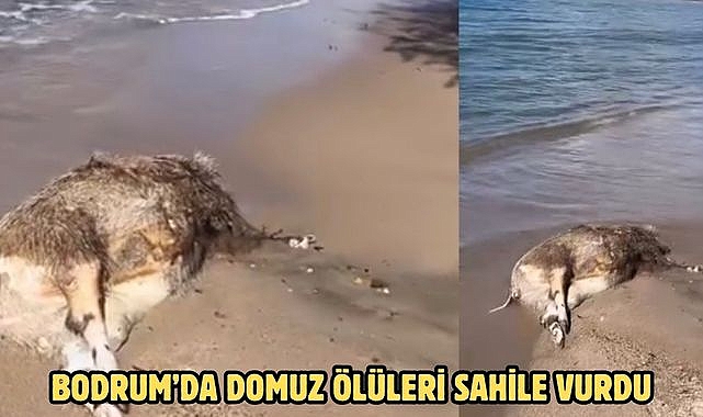BODRUM’DA DOMUZ ÖLÜLERİ SAHİLE VURDU