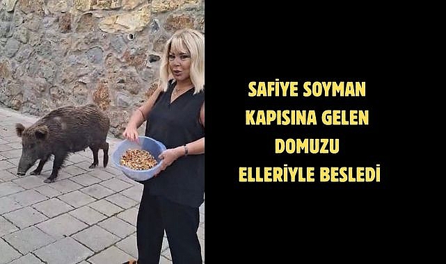 Safiye Soyman kapısına gelen domuzu elleriyle besledi