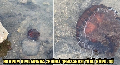 BODRUM KIYILARINDA ZEHİRLİ DENİZANASI TÜRÜ GÖRÜLDÜ