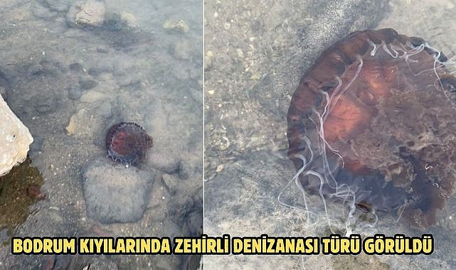 BODRUM KIYILARINDA ZEHİRLİ DENİZANASI TÜRÜ GÖRÜLDÜ