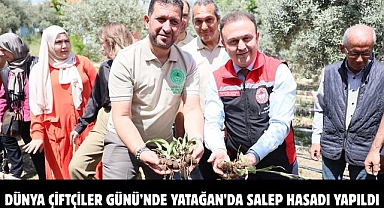 Dünya Çiftçiler Günü’nde Yatağan’da Salep Hasadı Yapıldı