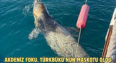 AKDENİZ FOKU, TÜRKBÜKÜ’NÜN MASKOTU OLDU