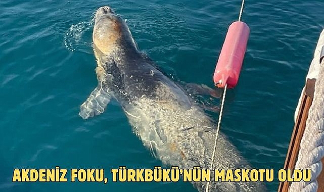 AKDENİZ FOKU, TÜRKBÜKÜ’NÜN MASKOTU OLDU