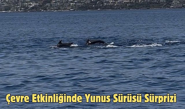 Çevre Etkinliğinde Yunus Sürüsü Sürprizi